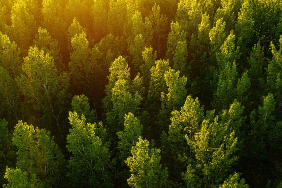 Visuel d'une forêt de peupliers